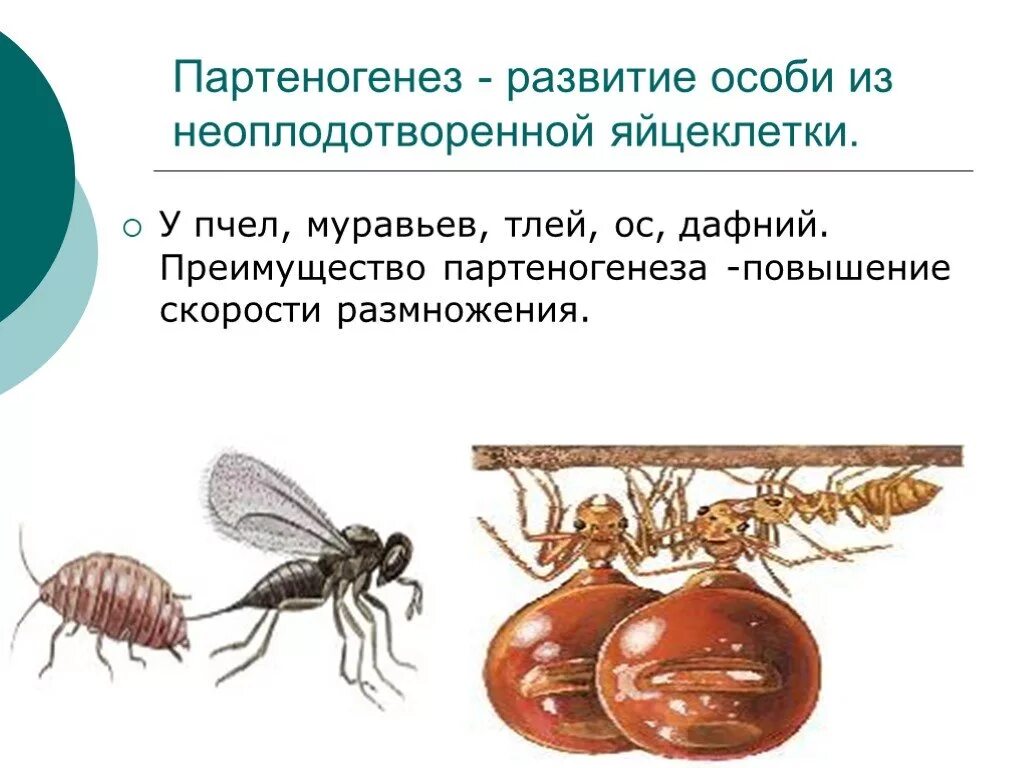 Размножается партеногенетически. Партеногенез это в биологии 9 класс. Партеногенетическое размножение. Партеногенез размножение. Развитие особи из неоплодотворенной яйцеклетки.