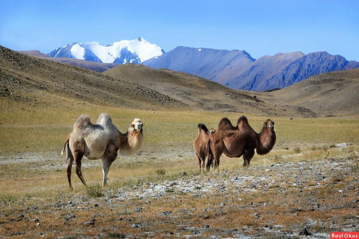 двугорбый верблюд в монголии. верблюды в хакасии. двугорбый верблюд якутия. верблюды в хакасии. алтай кош агачский район верблюды.