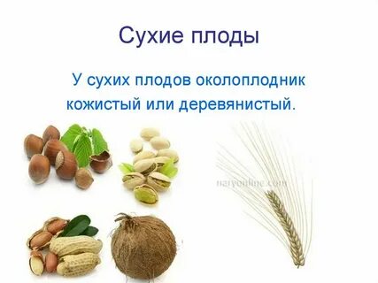 Сухие зародыши