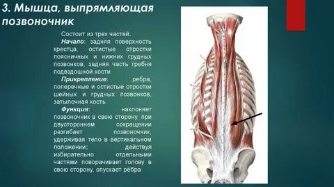 Напряжены мышцы позвоночника