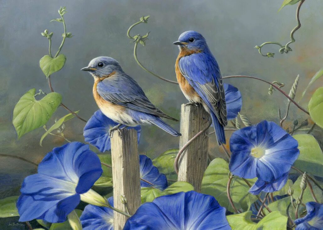 Картины цветы птицы. Художник James Hautman. James Hautman картины. Художник James Hautman morning Glories.. Натюрморт с синей птицей.
