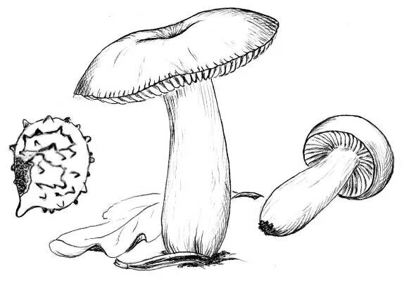 Раскраска гриб сыроежка. Гриб сыроежка раскрасить. Сыроежка гриб рисунок. Раскраска гриб сыроежка. Нарисовать сыроежку гриб.