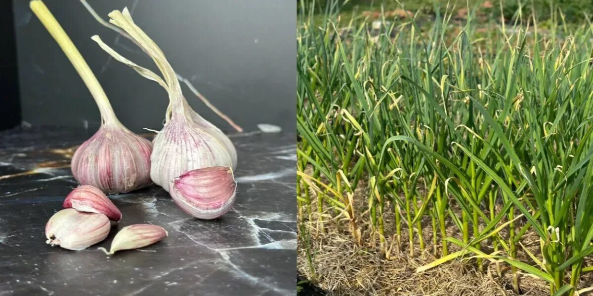 Чеснок во сне. Чеснок таун. К чему снится чеснок головками. Чесночная дама. Выкапывание чеснока.