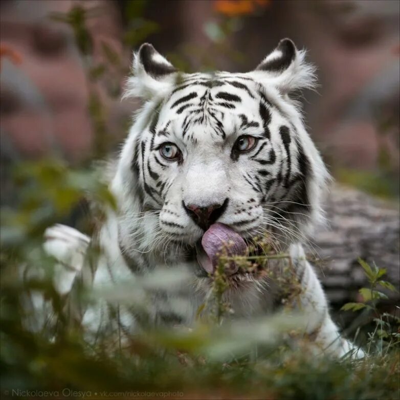 Лучшие фотографии. Живая природа. National Geographic животные. Белый тигр в природе. Natural geographic