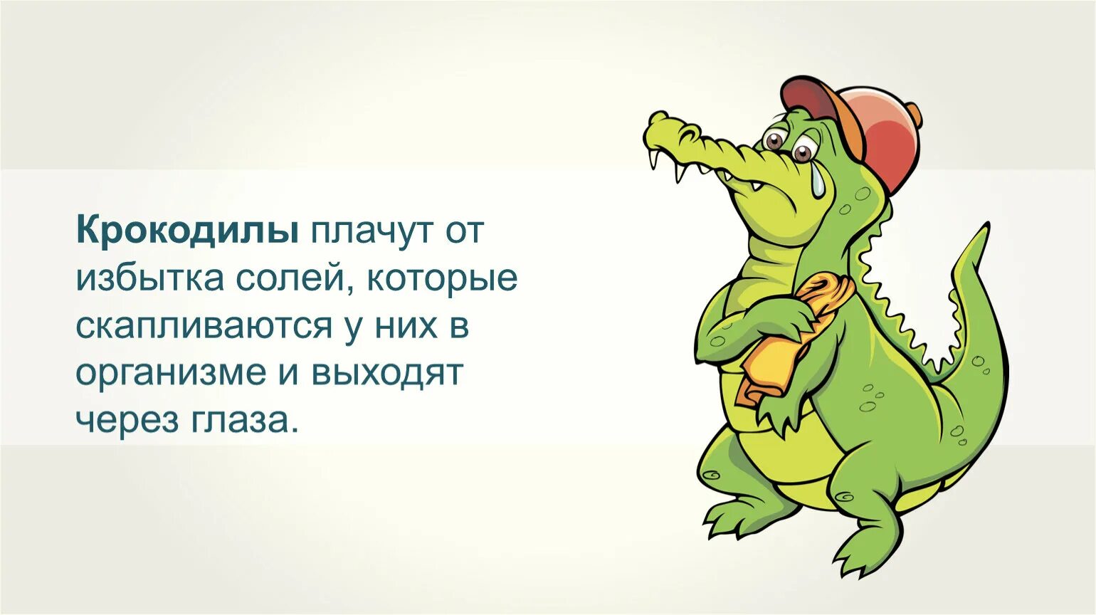 Крокодил плачет. Крокодильи слезы. Фразеологизм Крокодиловы слезы. Крокодил рисунок. Песня бестолковый крокодил