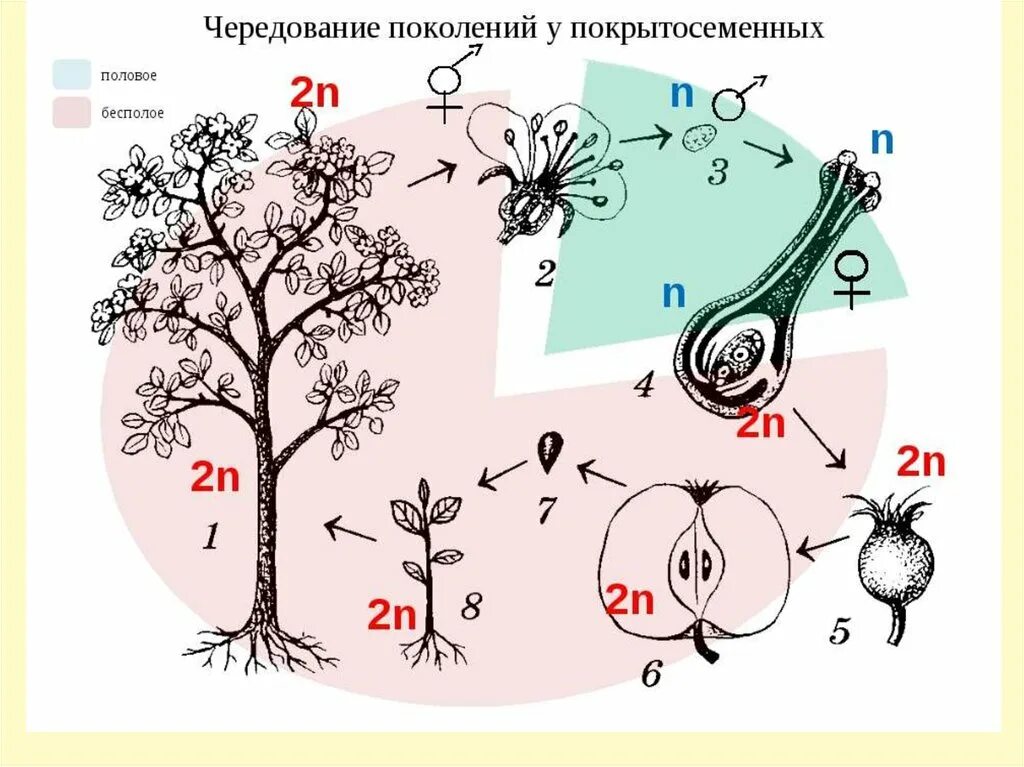 Образование зиготы у покрытосеменных. Цикл развития покрытосеменных схема. Цикл развития цветковых растений. Жизненный цикл покрытосеменных растений схема. Цикл размножения покрытосеменных ЕГЭ.