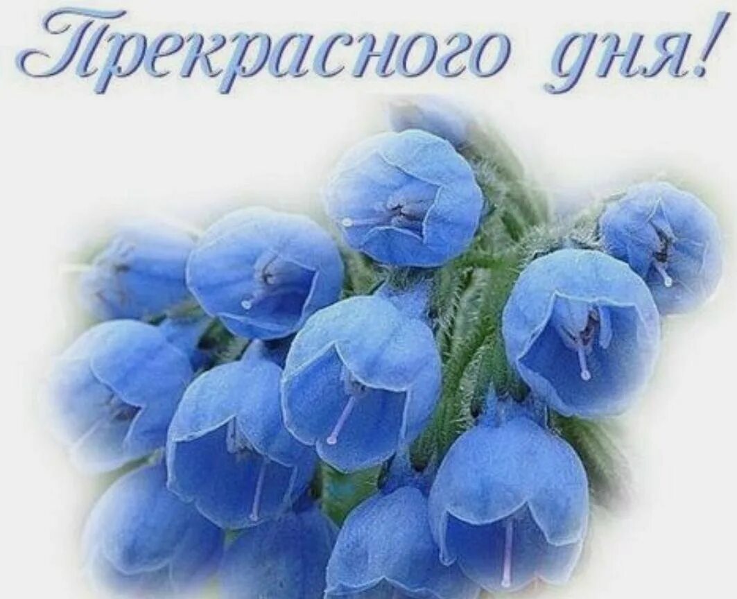 Хорошего дня весенние цветы. Синие цветы. Открытка цветы. Синие весенние цветы. Синие тюльпаны.