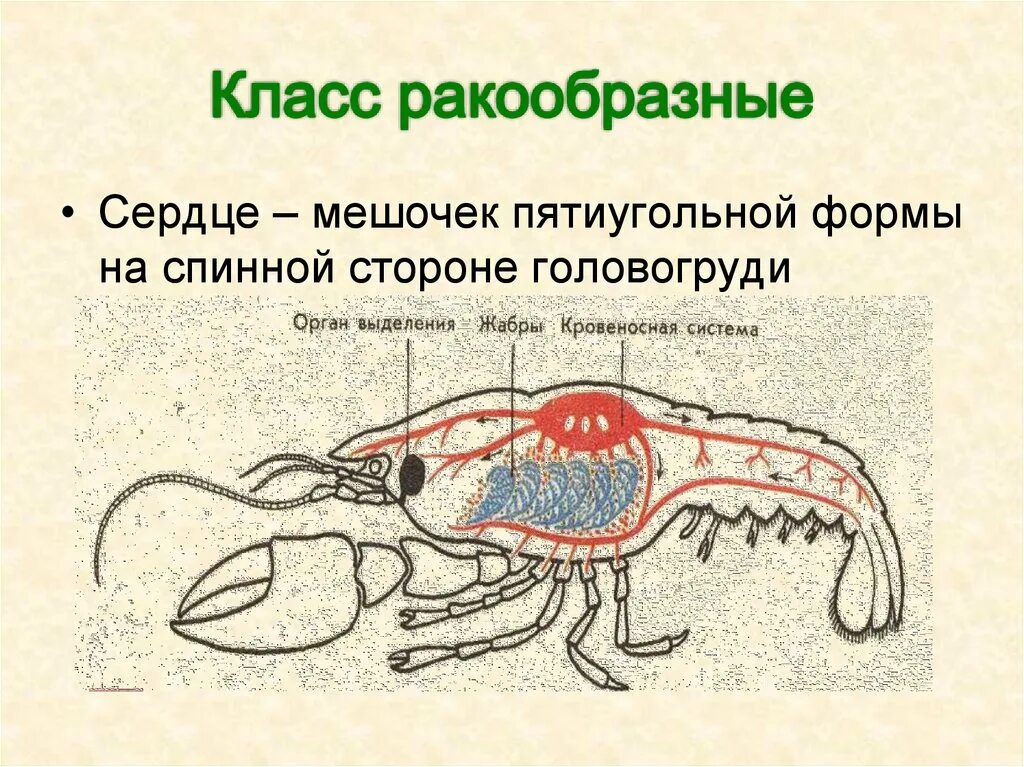 Кровеносная система членистоногих ракообразные. Кровеносная система ракообразных 7 класс. Кровеносная система ракообразных 7 класс биология. Строение сердца ракообразных. Каким органом дышит речной рак