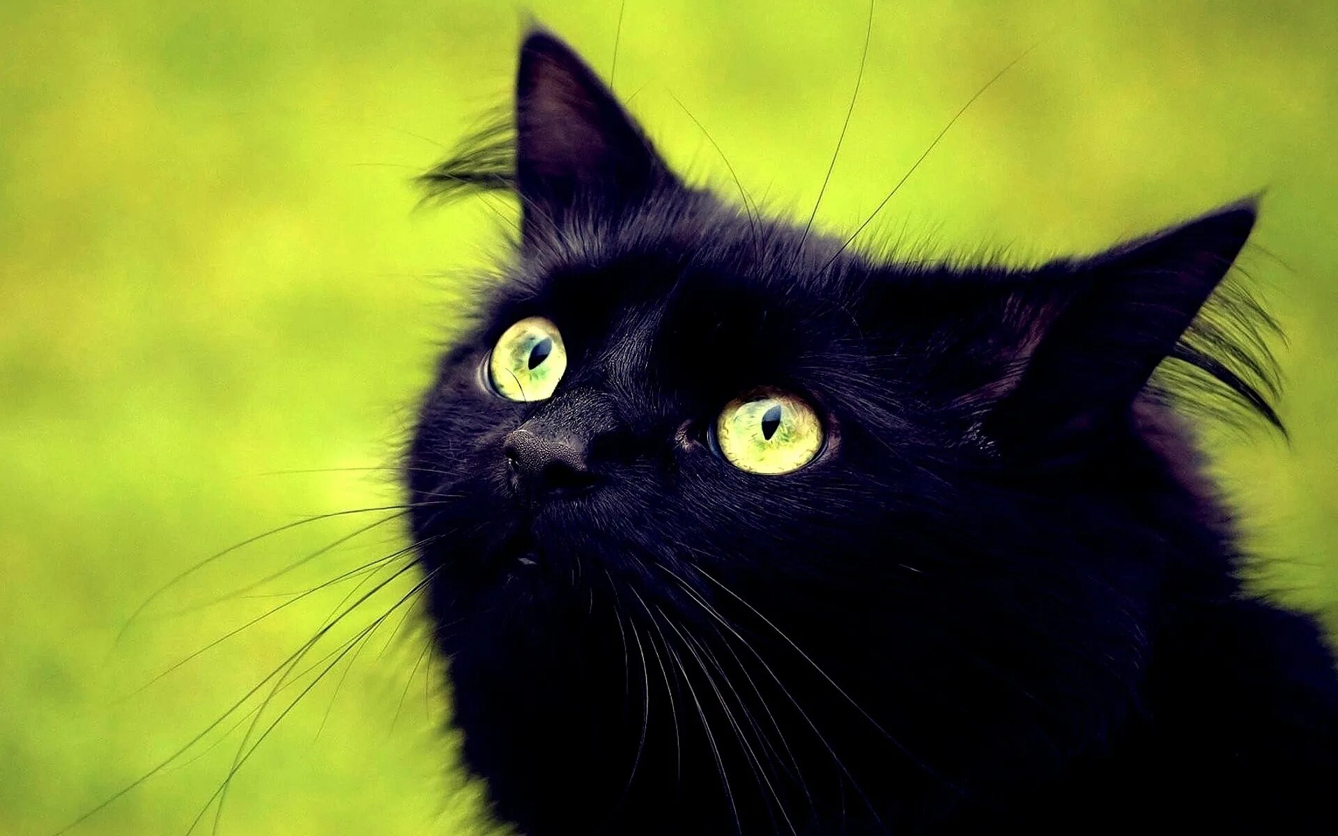 Эти легкие похожи на мой черный. Американская короткошёрстная кошка черная. Бирманская кошка черная. Кот с черными усами. Кот пушистый чёрный.