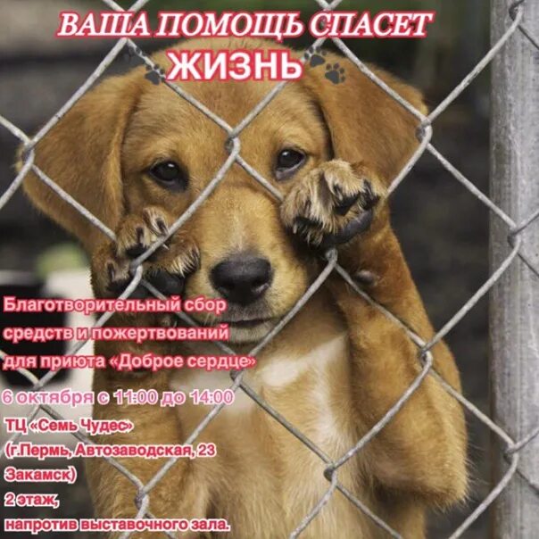 Добрые сердца помощь животным