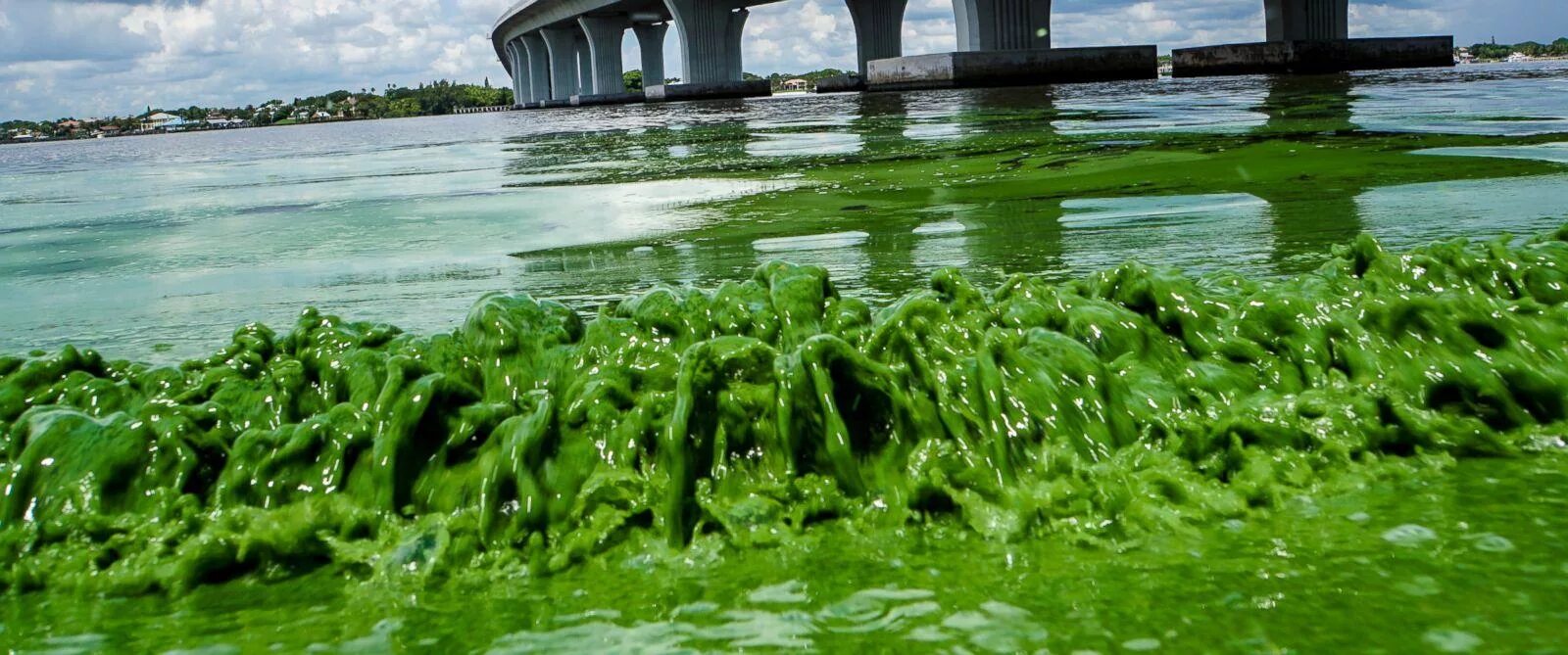 Водоросли поглощают воду