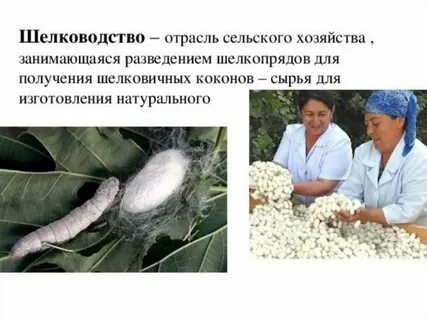 Производство шелка в какой стране