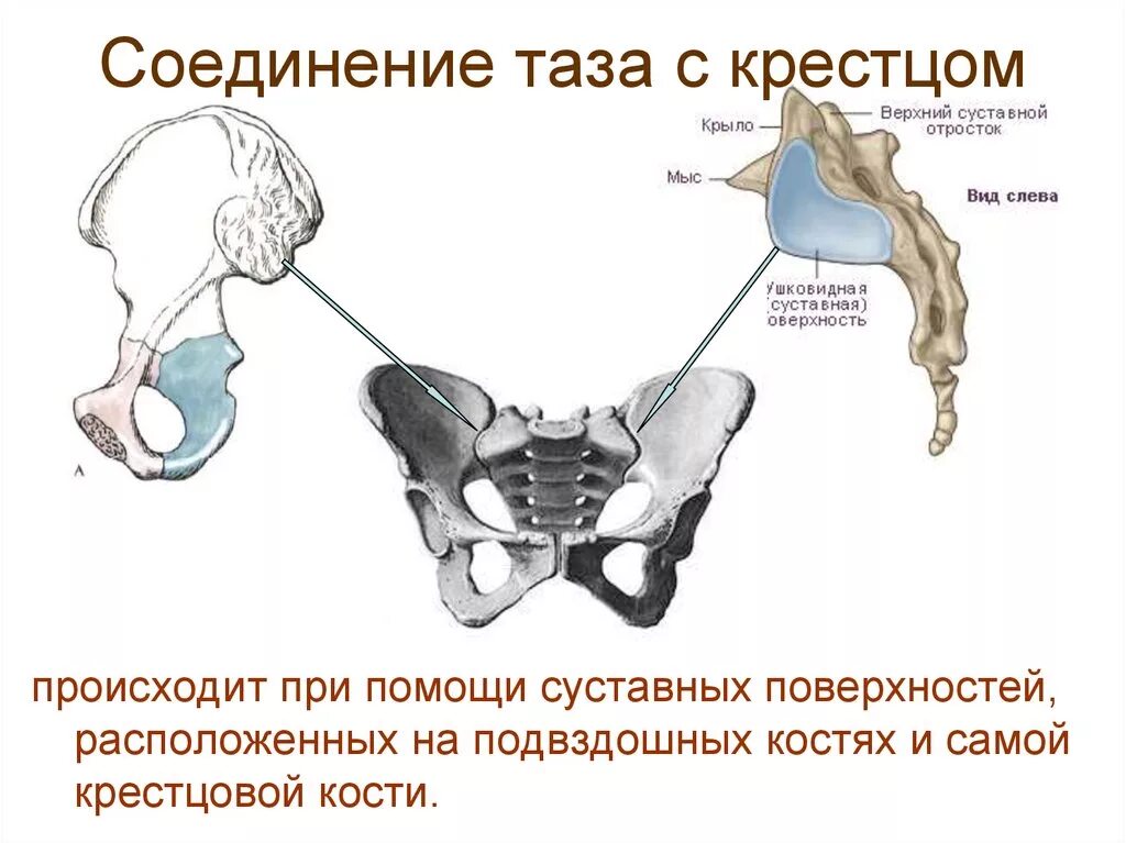 Кости таза строение соединение. Тазовая кость сочленяется с крестцом. Соединение крестцово-подвздошный сустав анатомия. Крестцово подвздошное соединение тазовых костей. Соединение крестцово подвздошного сустава.