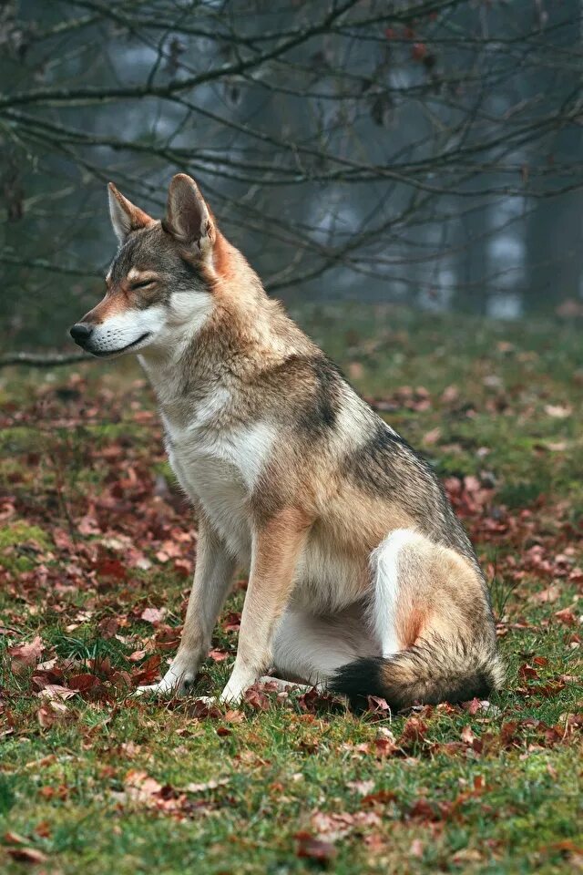 арктический полярный волк. картинка волк сидит. макензенский волк. картинка волк сидит. волк серый.