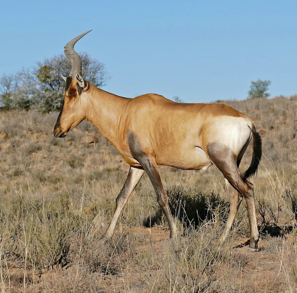 Hartebeest yaelokre текст