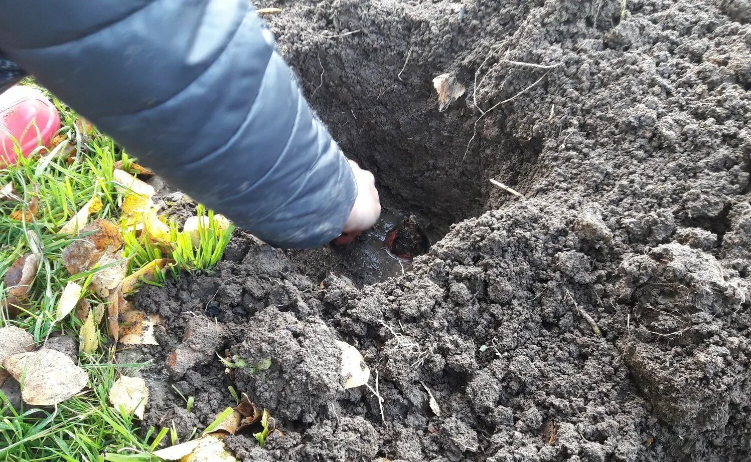 Можно тюльпаны сажать весной в открытый грунт. Тюльпаны в грунте. Посадка тюльпанов. Нарциссы высадка в грунт осенью. Посадка луковичных осенью в грунт.