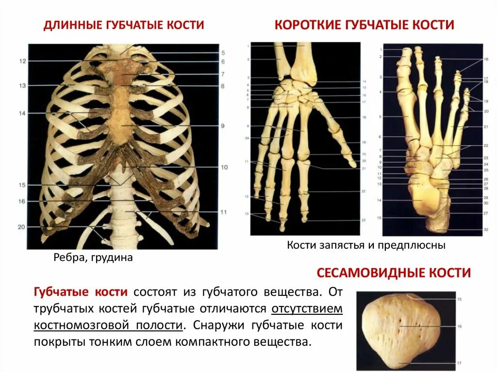 Укажите губчатые кости. Губчатые кости. Губчатый. Короткие губчатые кости. Длинные короткие трубчатые губчатые плоские кости.