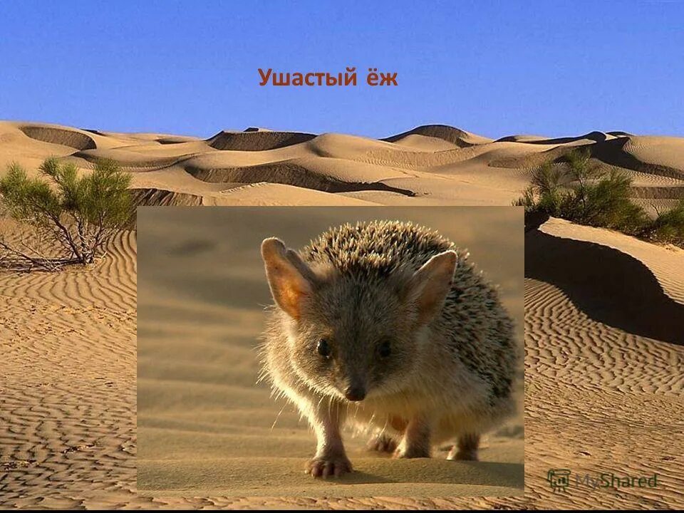 Еж ушастый даурский. Пустынный ушастый еж. Животное пустыни ушастый еж. Степной ушастый еж. Ушастый ёж.