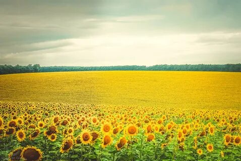 Images fields