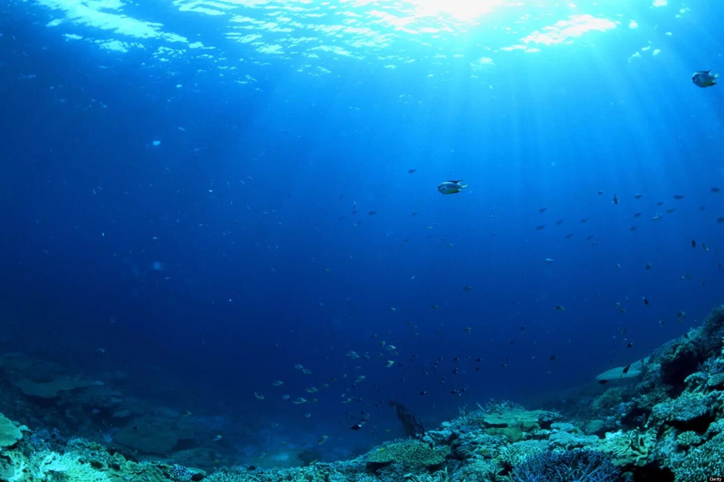 Картинка на дне моря. Подводный мир Марианской впадины. Глубина Тихого океана. Марианский желоб подводный мир. Дно океана.