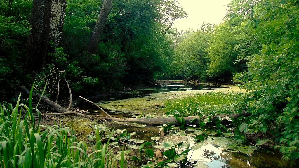 Шишкин дебри. Непролазная тайга. Тайга чаща непролазная. Реликтовый лес карелия. Душевные дебри.