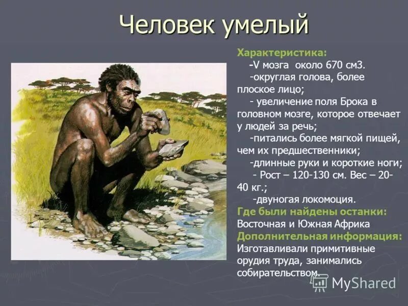 Примеры древнейших людей. Homo habilis характеристика. Человек умелый хомо хабилис. Homo habilis питание. Человек умелыхарактерис.