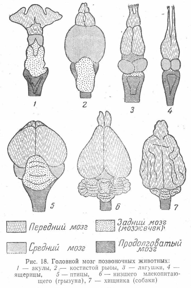 Типы строения головного мозга. Строение головного мозга позвоночных. Строени егловного мозга хордовых. Эволюция головного мозга позвоночных схема. Строение головного мозга хордовых животных.