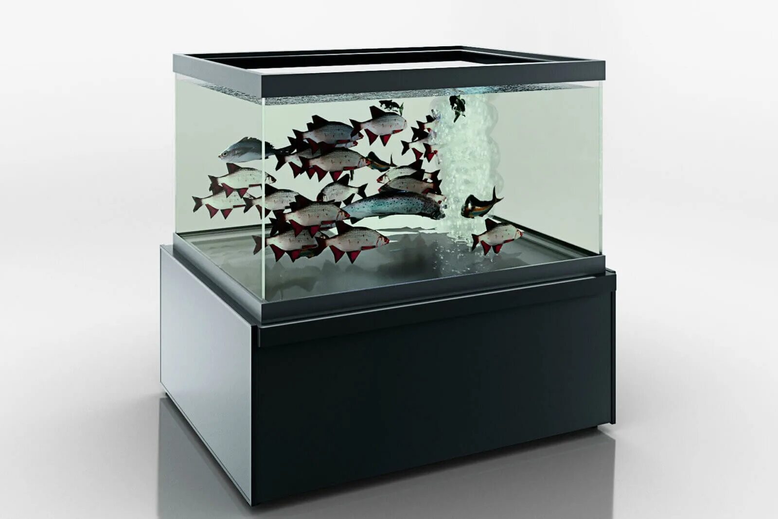 Хранение живой рыбы. Elos 120 аквариум. Модульный аквариум. Живая рыба в аквариуме. Витрина аквариум.