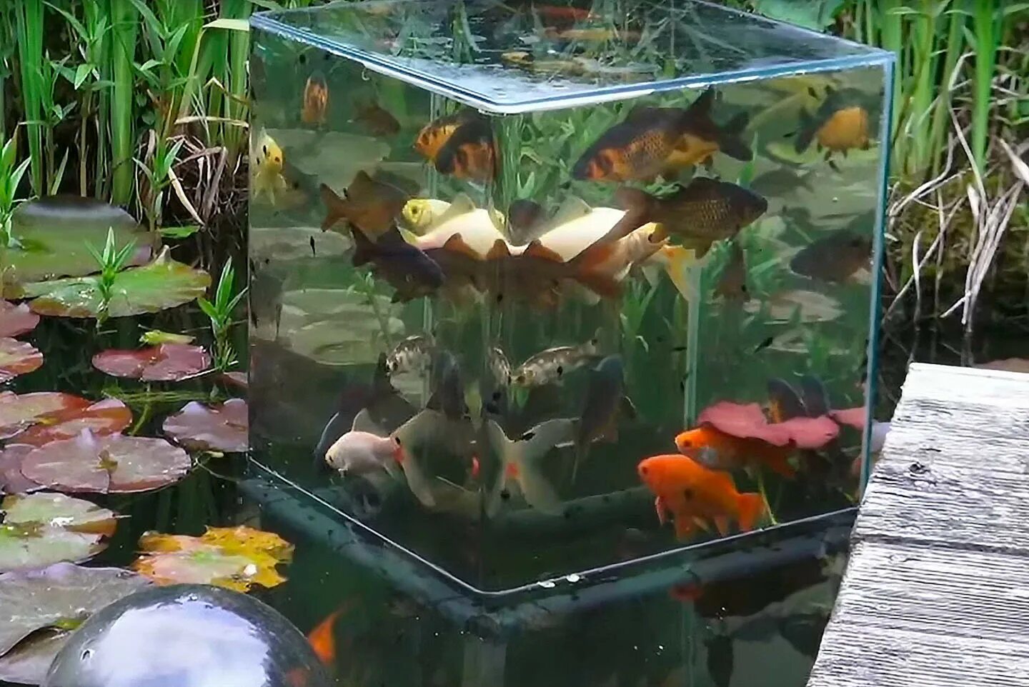 Аквариум в пруду. Рыбки в пруду. Карп в аквариуме. Аквариум для прудовых рыб. Аквариум над водой