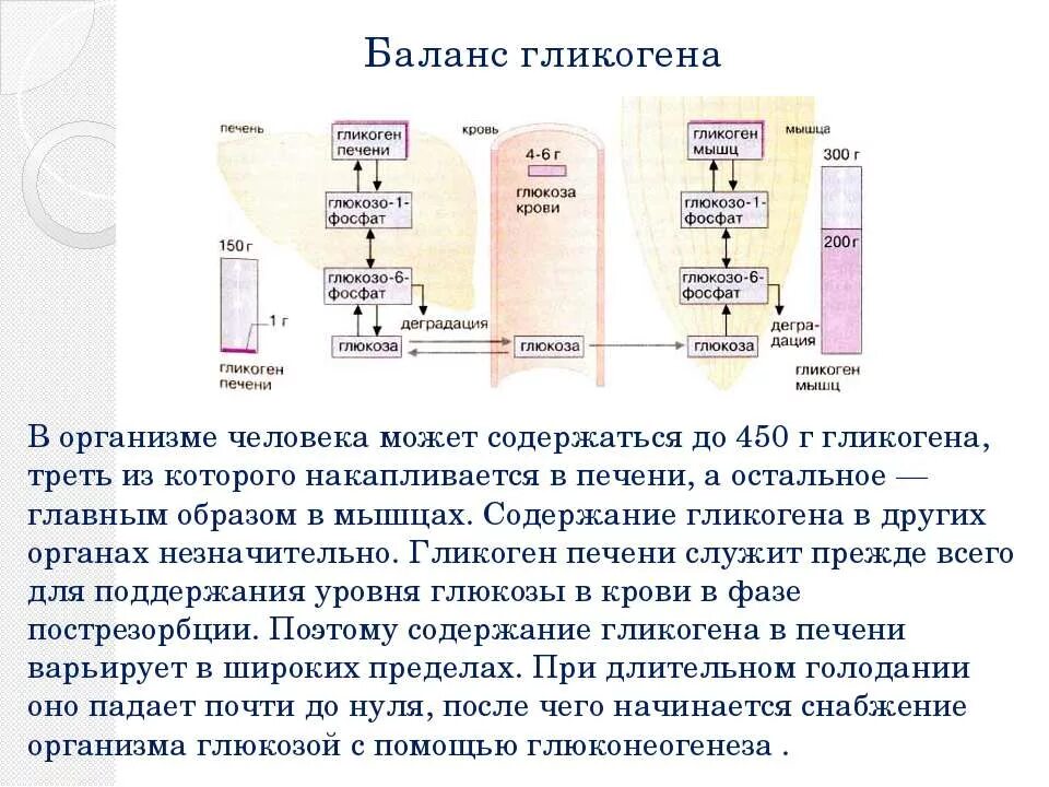 Изменение содержания гликогена