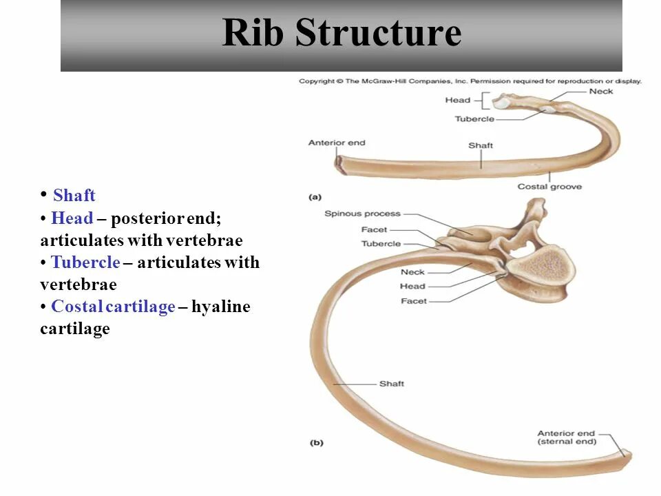 Rib structure. Parts of Ribs. Structure of Cartilage. Ribs channel. Page 84