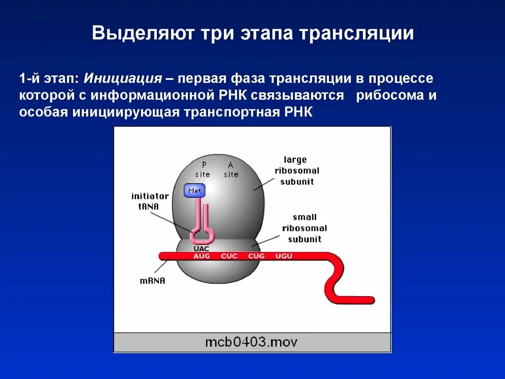 Мета трансляция. Этапы трансляции на рибосомах. Трансляция характеристика процесса. Трансляция биология этапы. Этапы инициации трансляции.