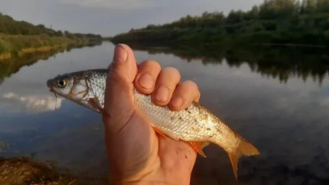 Волжский подуст реальная рыбалка