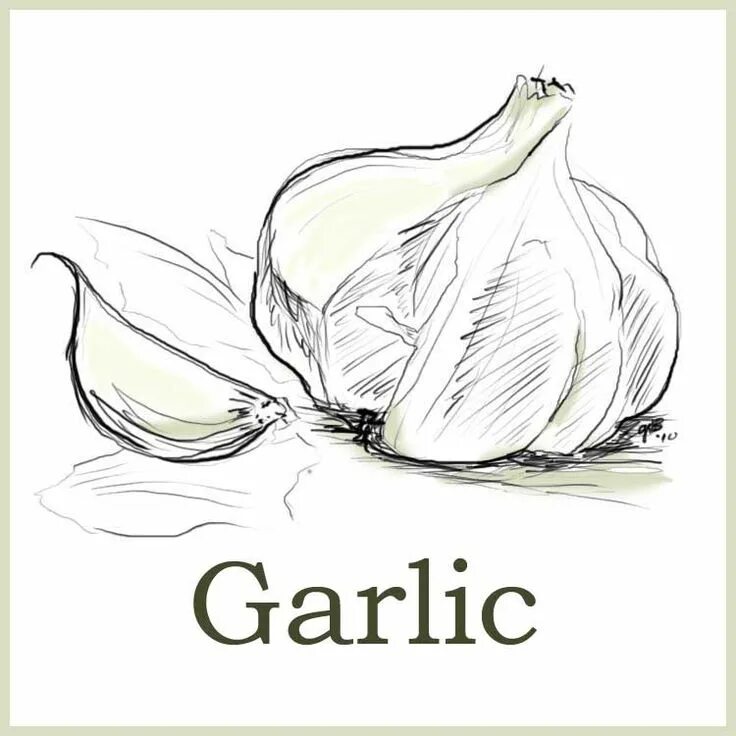 Как будет чеснок по английски. Чеснок на английском. garlic раскраска. чеснок рисунок. чеснок раскраска.