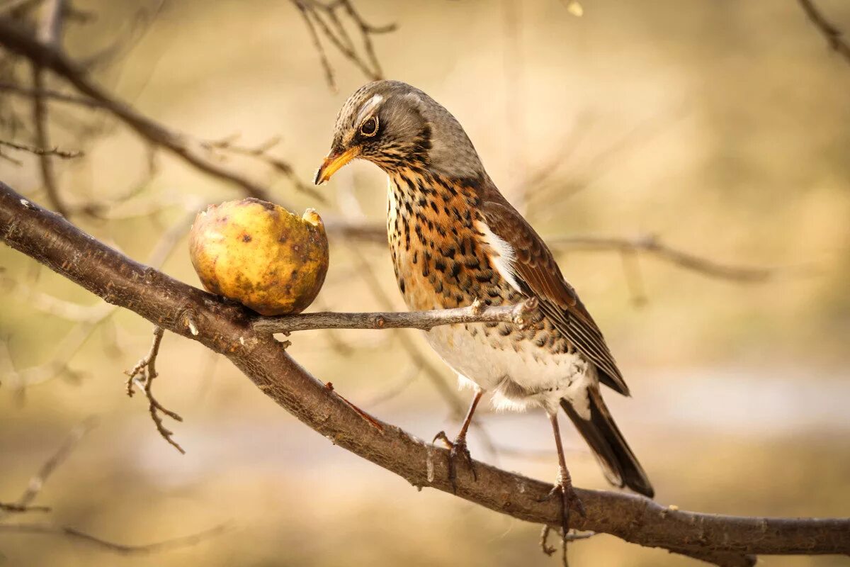что едят дрозды. что едят дрозды. птенец слеток дрозда. певчий дрозд питается. дрозд рябинник ареал.