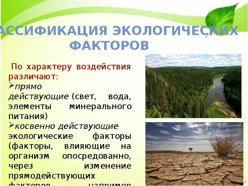 Влияние экологических факторов на растения. Презентация влияние экологических факторов на растения. Экологические факторы влияющие на растения. Растения влияющие на окружающую среду. Приспособления жаростойких растений.