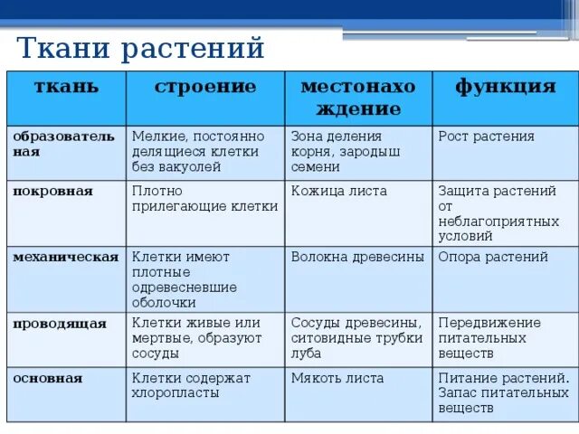 Ткани клеток растений и животных. Таблица по биологии 6 класс на тему ткани растений. таблица по биологии 6 класс ткани растений их строение и функции. ткани растений таблица 6 класс по биологии. виды тканей растений таблица биология 6 класс.