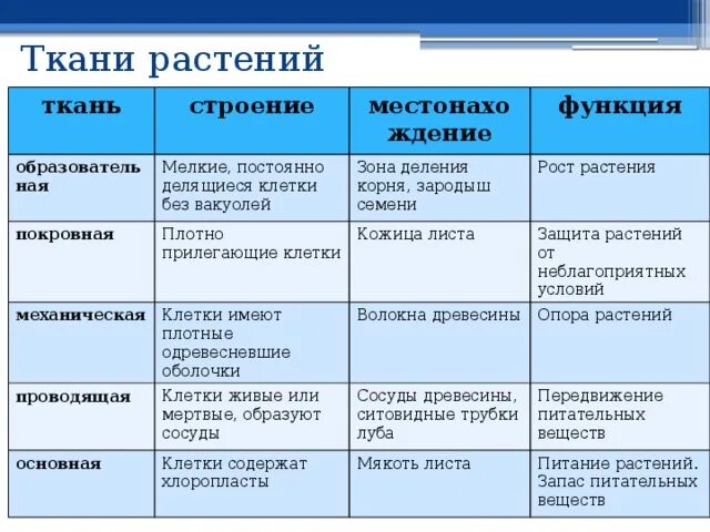 Таблица животных биология 5 класс. Таблица по биологии 6 класс на тему ткани растений. Таблица по биологии 6 класс ткани растений их строение и функции. Ткани растений таблица 6 класс по биологии. Виды тканей растений таблица биология 6 класс.