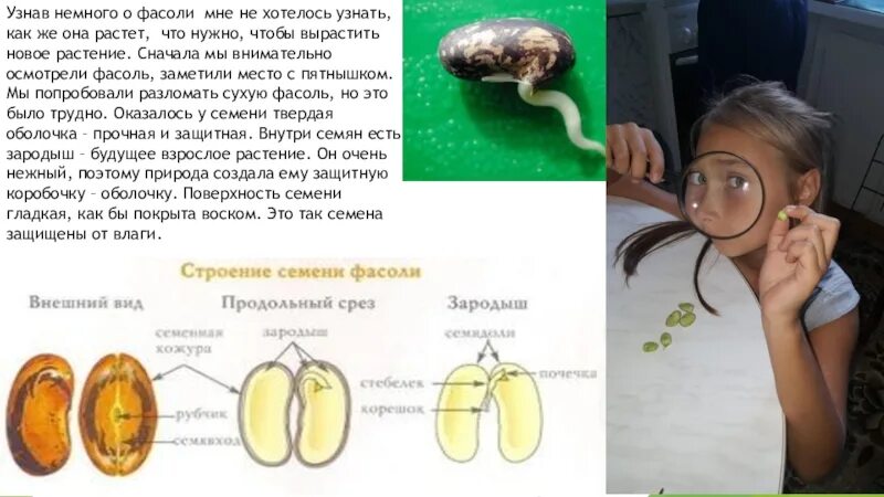 Проект фасоль 3 класс окружающий мир. Проект фасоль 3 класс окружающий мир