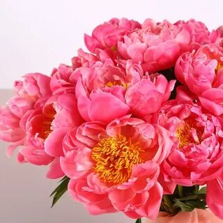 Кораллово 15