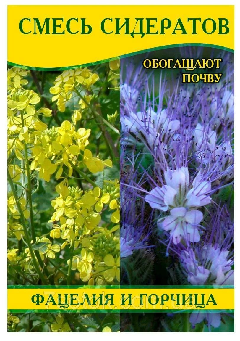 Фацелия донник сидерат. Сидераты горчица фацелия. Горчица и фацелия вместе. Фацелия пижмолистная радуга. Фацелия с горчицей.