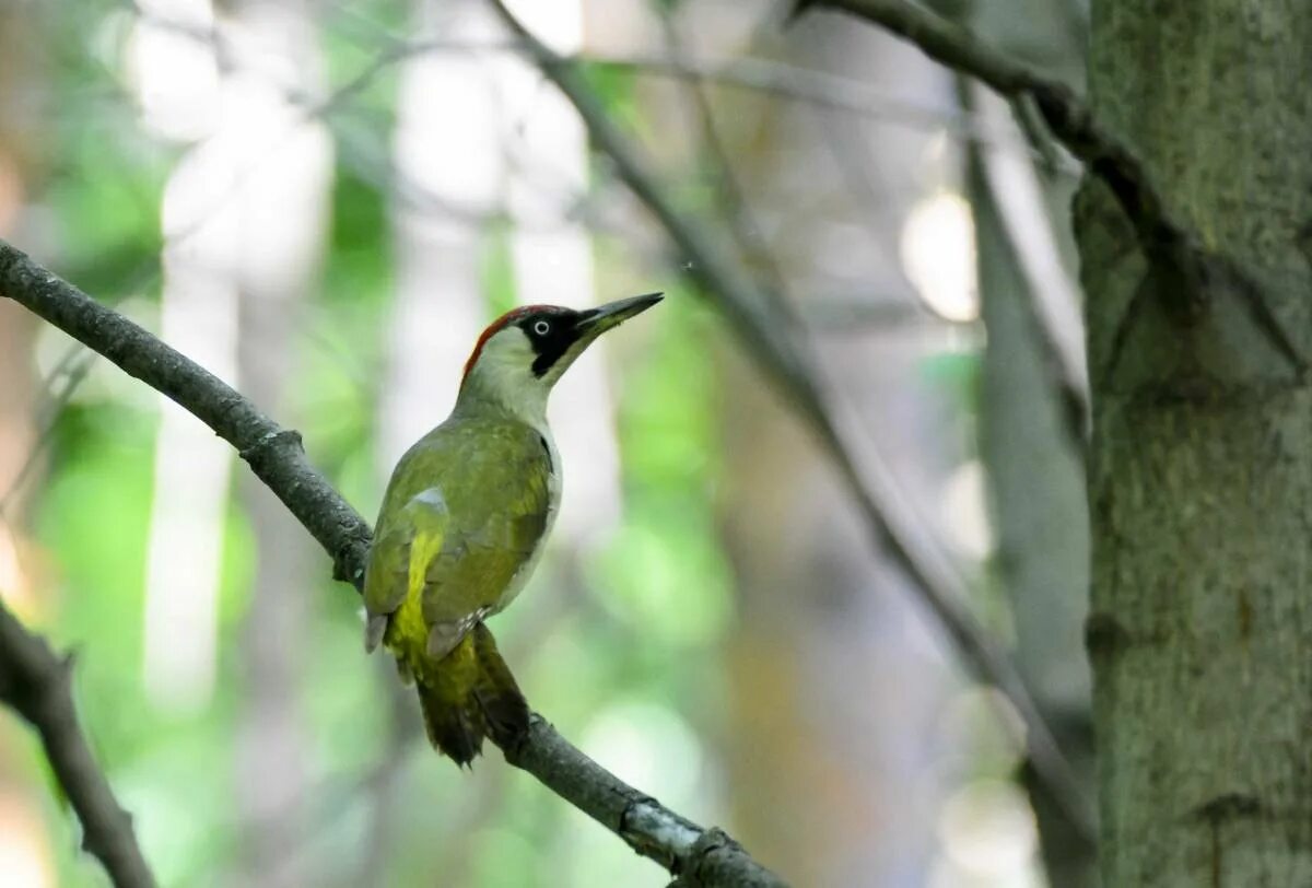 Picus viridis (зеленый дятел). Лунь Луговой зеленый дятел. Зелёный дя́тел (Picus viridis). Зеленый дятел -Picus viridis Linnaeus (1758).