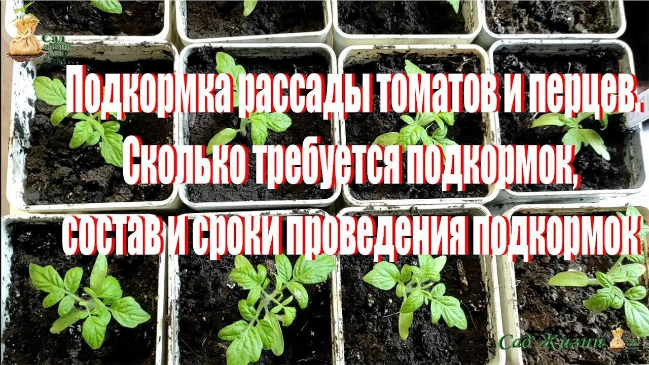 Рассада помидор. Посев помидор на рассаду. Рассада томатов в огороде. Подкормка рассады томатов. Как правильно подкормить рассаду помидор