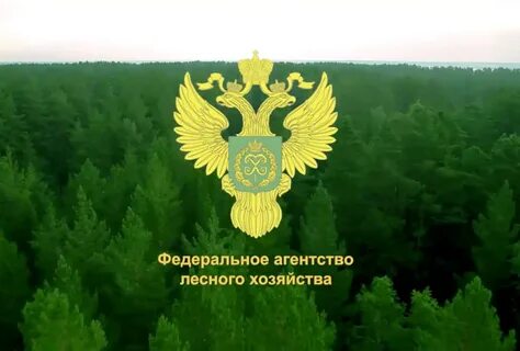 Федеральное агентство лесного хозяйства деятельность