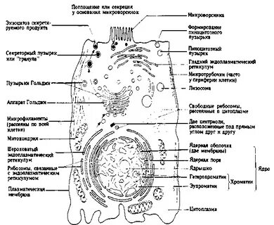 Решу егэ биология строение клетки