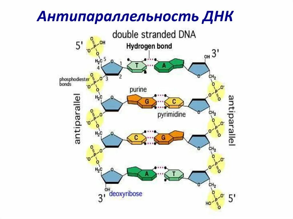 Днк штрих концы. Строение ДНК антипараллельность. Антипараллельная структура ДНК. Строение ДНК 5-3. Строение ДНК 5 И 3 концы.