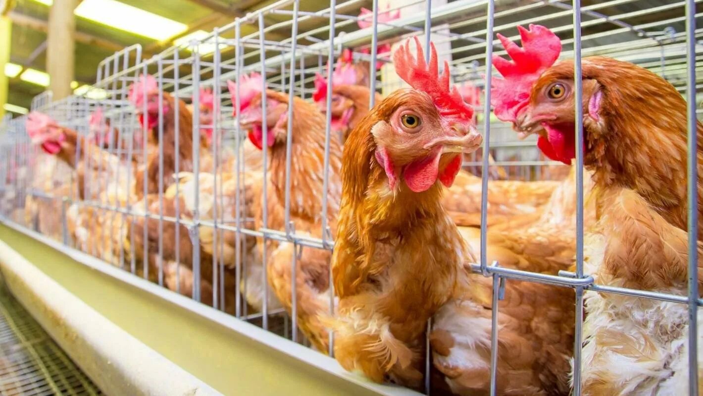 Птичник ферма. Птицеферма на 5000 кур несушек. Куры на выпасе. Сельское хозяйство птицеводство. Ферма курочек.