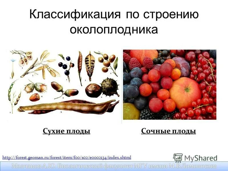 классификация плодов по типу околоплодника. классификация плодов растений таблица. по особенностям строения околоплодника плоды подразделяются на. из чего развивается плод 6 класс биология. охарактеризовать сочные плоды.