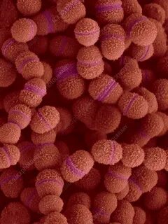 Streptococcus salivarius