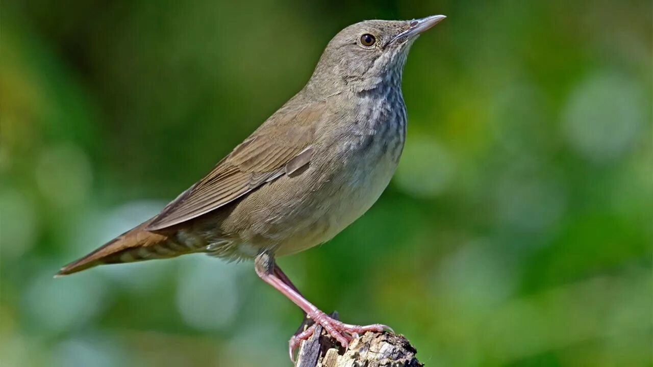 Речной сверчок птица. Locustella fluviatilis. Обыкновенный сверчок птица. Лесной сверчок птица.